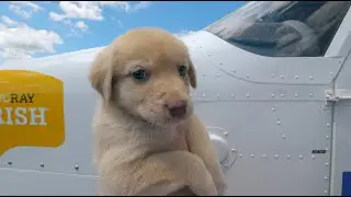 Animal Rescue In The Era Of Covid-19
