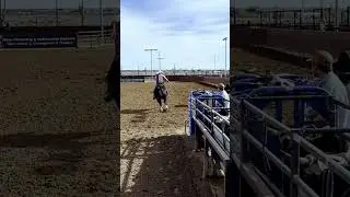 SHORT ROUND AT HORNS N HOOVES!! #teamroping #cowboy #horse