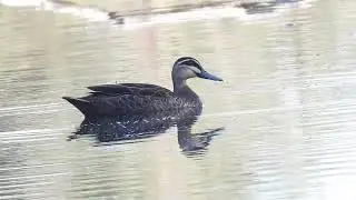 Pacific Black Ducks,  Pacific Haven near Hervey Bay Qld 