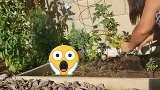 MOVING THE GARDEN. Going back to containers and Why I Need to relocate my plants