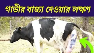 গাভীর বাচ্চা দেওয়ার লক্ষণ | গরু বাচ্চা প্রসবের পূর্ব লক্ষণ | gavi goru bacca proshober lokhon