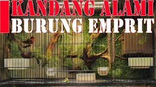 Kandang Alami Burung Emprit Chan Aviary