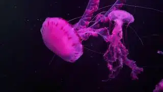 &ldquo;Beautiful Jellyfish Swimming | Soothing Deep Sea Video with Ambient Music | &ldquo;Glowing Jellyfish