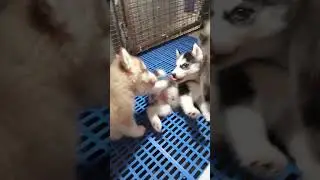 cute husky puppies #shorts