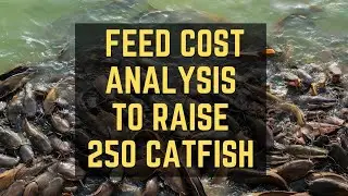 Feed Cost Analysis To Raise 250 Catfish. (Nigeria catfish) #catfishfarm #aquaculture #fish #fishing