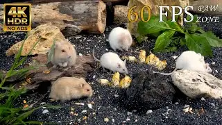 [NO ADS] CAT TV 😺 Hamster Beach Party: Watermelon Feast & Starfish Adventure 🍉 4K 60FPS