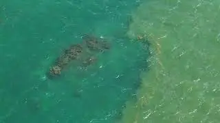 weird tide line #sargasso #sargassum #xahuayxol #mahahual #xcalak #costamaya #mexico #quintanaroo