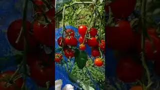 Harvesting big tomatoes and Cherry tomatoes🍅