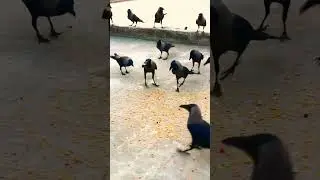 Claver Crows #crow_tube #crowtube #birds #animalsounds #birdsounds #crowsounds #crow #shorts