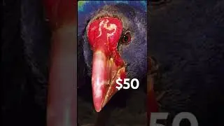 3 birds we need in feather family #roblox #￼ Featherfamily ￼