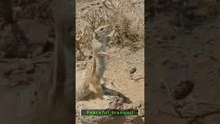Is This Ground Squirrel Begging or Just Being Brilliant? | Peaceful_Tranquil