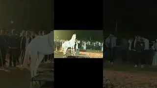 #horsedance#horsevideo#viralvideo#shortsvideo#horse#ytshorts#yt#song #dancevideo