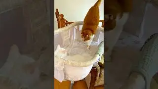The Bassinet Battle Thickens&hellip; #cat #cute #funny