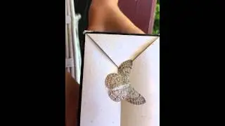 Australian Bark Moth