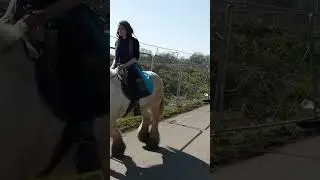 Horse 🐎 🐴 #horse #horses #animals #animal #short #shorts #naturethe @naturethe
