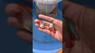 Lily Gourami Fish Breeding #gouramifishbreeding #fishbreed #pondsetup #fishfood #kurla #shorts