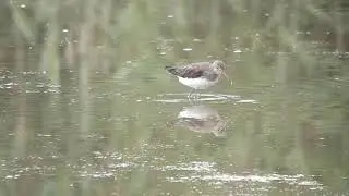 Don't watch this if you hate Green Sandpipers
