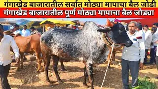 गंगाखेड बाजारातील टॉप क्वालिटीचा मोठ्या मापाचा बैल जोड्या|gangakhed bail bajar part-3 18जानेवारी