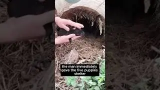Man rescues orphaned puppies ❤️ #shorts