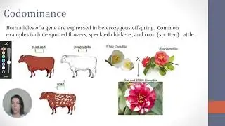 Codominance and Blood Types Genetics Lecture