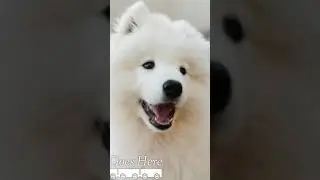 Dog whatsapp 😉😀video status 🌹🌹Dog lover status 😀😉shorts 🙏