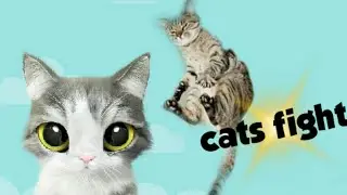 Top Epic Cat Compilation