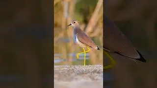 Up-Close with White-Tailed Lapwing: Ground Level Shot ! #photooftheday #lapwing #nikonphotographer