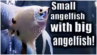 Can you keep big angelfish with small angelfish?