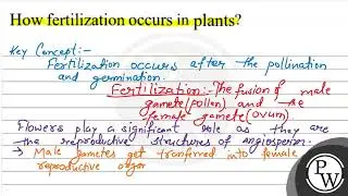 How fertilization occurs in plants?