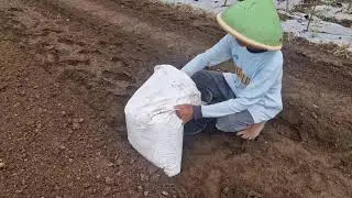FARMERS USE THIS NATURAL METHOD TO BOOST SOIL FERTILITY BEFORE PLANTING! -Agriculture Farming
