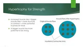 The Role of Hypertrophy for Maximum Strength Development | How Bigger Muscles can Enhance Strength