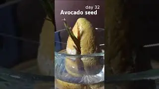 Time lapse, growing avocado seed in water for 43 days