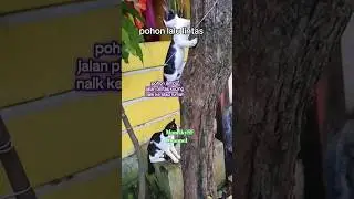 pohon jambu jadi jalur lalu lintas favorit kucing #catlovers10m #shorts #momskysf