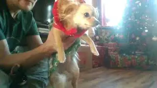 My codding boss is a long-haired chihuahua