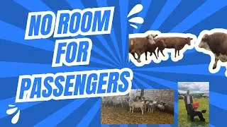 Sheep away to the market! Show time&hellip; #farming #livestock #livestockmarket #agriculturalshow