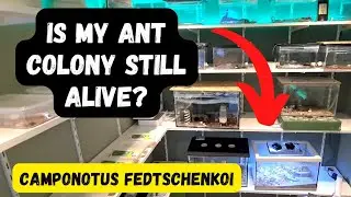 Camponotus fedtschenkoi - I'm missing A LOT of ants!! 4k quality