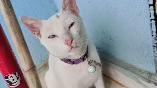 Meow ko ninni aa rahi Hai 😻 | new cat video | cute cat video #cat #catvideos #catlovers #cutecat 