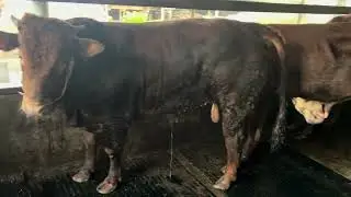  UPDATE PENGGEMUKAN SAPI JANTAN DAN SAPI BETINA 