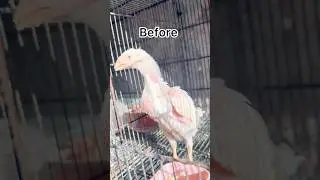 High quality Aseel chicks growth before &After #aseellovers