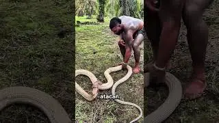 La cobra m&aacute;s peligrosa frente a un hombre 😱🐍 #Shorts #Cobra#AnimalesSalvajes#NaturalezaExtrema