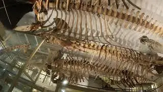 Harvard Peabody museum tour full tour of building and important parts of exhibit