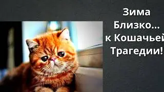 Зимние Катастрофы: 90% Хозяев Мучают Кошек!