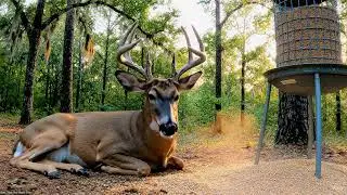 Buck's Thansgiving Day! #forest.life25/TikTok #Southernforestlife/youtube #deer