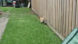 Bokken And Krumb 🐔 Egg Laying 🥚 Scenario 