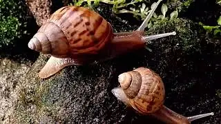 HUGE Backyard Discovery ! We Found Many Beautiful Snails Under the Plants