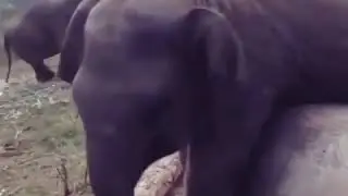 Kerala elephant fans