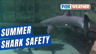 Learning Tips For Shark Safety As Summer Heats Up