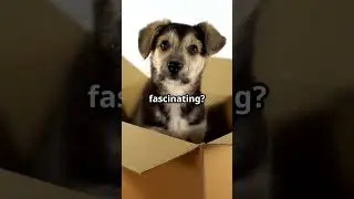 Puppy Antics  Cuteness Overload!
