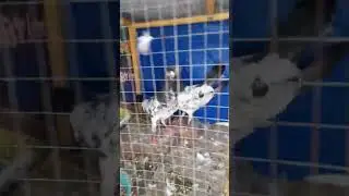 #viralvideo star pigeon club and viral video YouTube of channel 2025 ٹیڈی کبوتر کا شوق کرو
