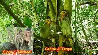 Footage of Tanya, Celine, Clora, Olala and  Michael - Beautiful Baby monkeys of Mila Group of 2020